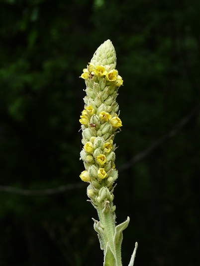 {Verbascum thapsus}